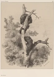 Die Bären