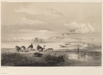 Wildgänse