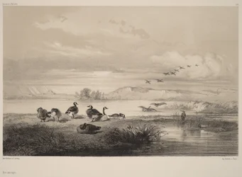 Wildgänse