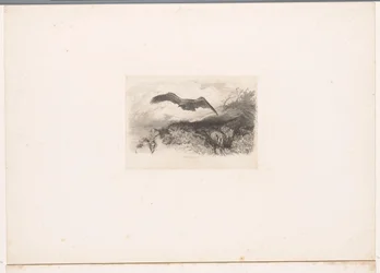 Fliegender Adler