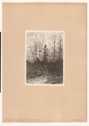 Waldlandschaft