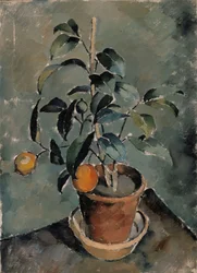 Orangenpflanze