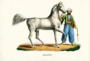 Arabisches Pferd, 1824