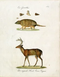 Gürteltier und Virginia-Hirsch