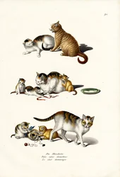 Hauskatzen, 1824