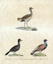 Europäische Wildvögel