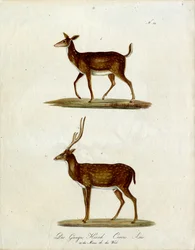 Weibliches und männliches Ganges-Hirsch (Druck)