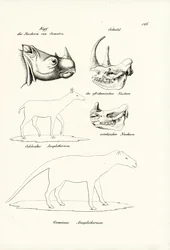 Kopf des Sumatra-Nashorns, 1824