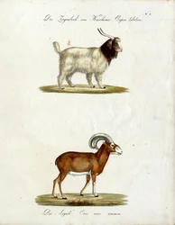 Kaschmirziege und Mufflon (Druck)