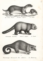 Mauswiesel, Roter Panda und Binturong