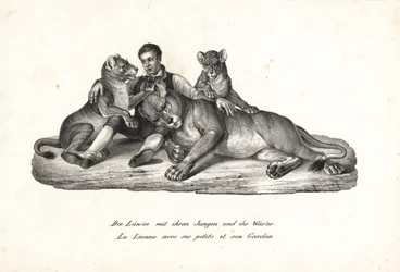 Löwin und Junge mit Trainer