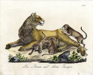 Löwin mit ihren Jungen (Druck)