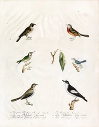 Einheimische Singvögel (Druck)