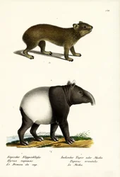 Klippschliefer, 1824