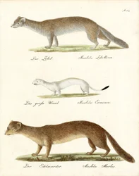 Zobel, Hermelin und Baummarder