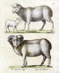 Schaf mit Lamm und Widder
