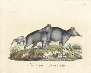 Tapir und Paka