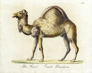 Das Kamel