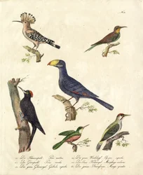 Verschiedene Waldvögel