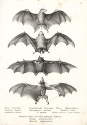 Westlicher Nacktrücken-Flughund, Langzungen-Nektar-Fledermaus, Nördliche Geisterfledermaus und Geoffroys Rousette