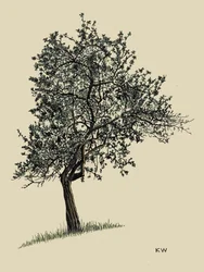 Laubbaum 1924