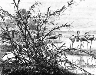 Ein Parlament der Vögel am See Menaleh, 1880