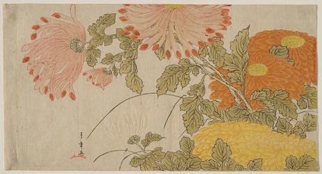 Chrysanthemen, ca. 1780