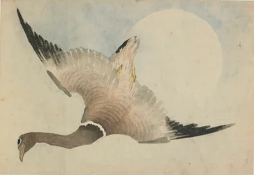 Gans fliegt vor dem Mond