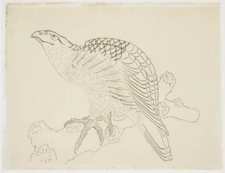 Falke auf einem Ast (Studie)