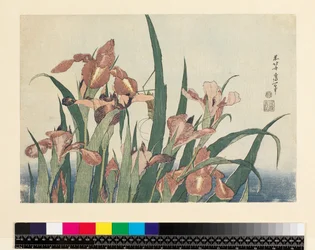 Schwertlilien und Heuschrecke, veröffentlicht von Nishimura Eijudo, ca. 1832 (yoko-e - horizontales Format, Farbholzschnitt)