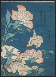 Pfingstrosen und Kanarienvogel (Shakuyaku, kanaari), aus einer unbetitelten Serie bekannt als Kleine Blumen