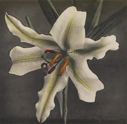 Lilie, 1896