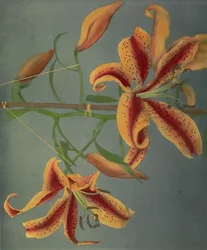 Lilie, 1896