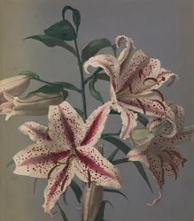 Lilie, 1896