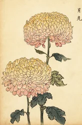 Hybride goldene und rosa Pompon-Chrysantheme, 1893 (Gravur)