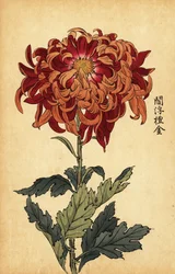 Hybride orange und purpurrote Chrysantheme