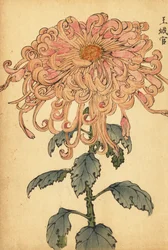 Hybride lachsrosa Chrysantheme mit gekräuselten Blütenblättern