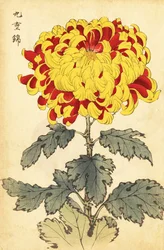 Hybride scharlachrote und gelbe Chrysantheme (Gravur)