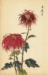 Hybride gesprenkelte scharlachrote und rosa Chrysantheme