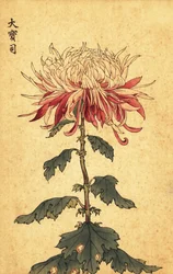 Hybride weiße und purpurrote Löffel-Chrysantheme (Kupferstich)