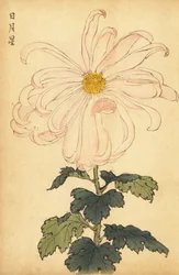 Hybride weiße und rosa Chrysantheme, 1893 (Gravur)