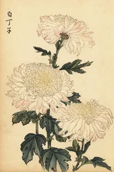 Hybride weiße und rosa Chrysantheme (Kupferstich)