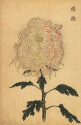 Hybride weiße und rosa Chrysantheme, 1893 (Gravur)