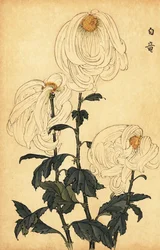 Hybride weiße Chrysantheme