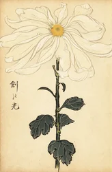 Hybride weiße Chrysantheme (Gravur)