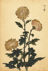Hybride gelbe Chrysantheme (Kupferstich)