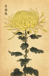 Hybride gelbe Chrysantheme