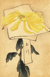 Hybride gelbe Chrysantheme, Chrysanthemum indicum