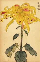 Hybride gelbe unregelmäßige Chrysantheme, 1893 (Gravur)