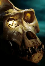 Homo Erectus, Gorilla und Koboldmaki, größte und kleinste Primaten, Bruce Latimers Labor